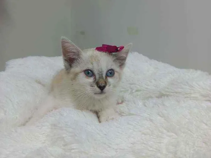 Gato raça Srd idade Abaixo de 2 meses nome Jully