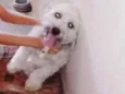 Bolota