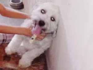 Cachorro raça Poodle idade 5 anos nome Bolota