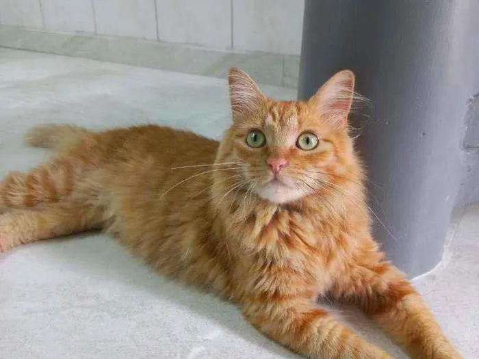 Gato raça Srd idade 1 ano nome Summer