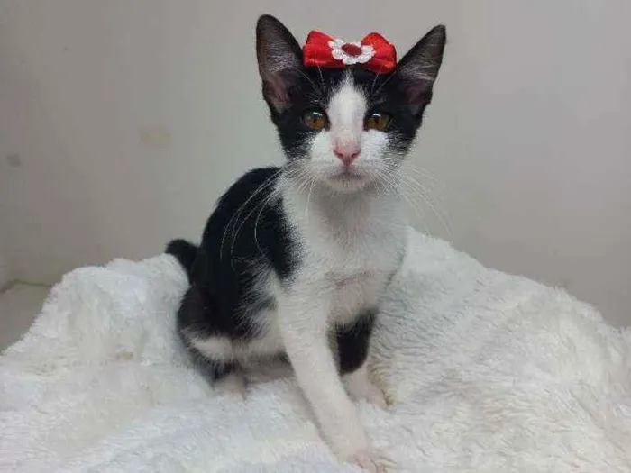 Gato raça Srd idade 2 a 6 meses nome Sofia 