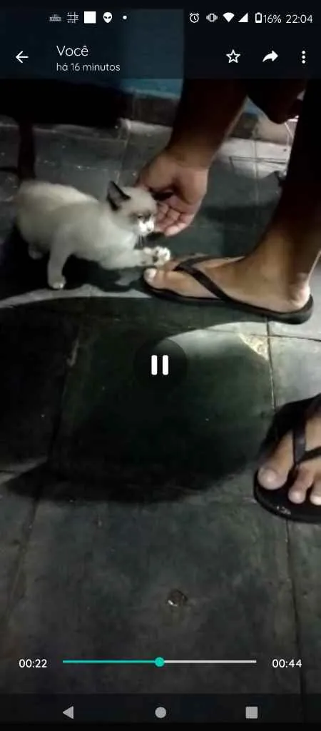 Gato ra a  idade Abaixo de 2 meses nome Não tem ainda 