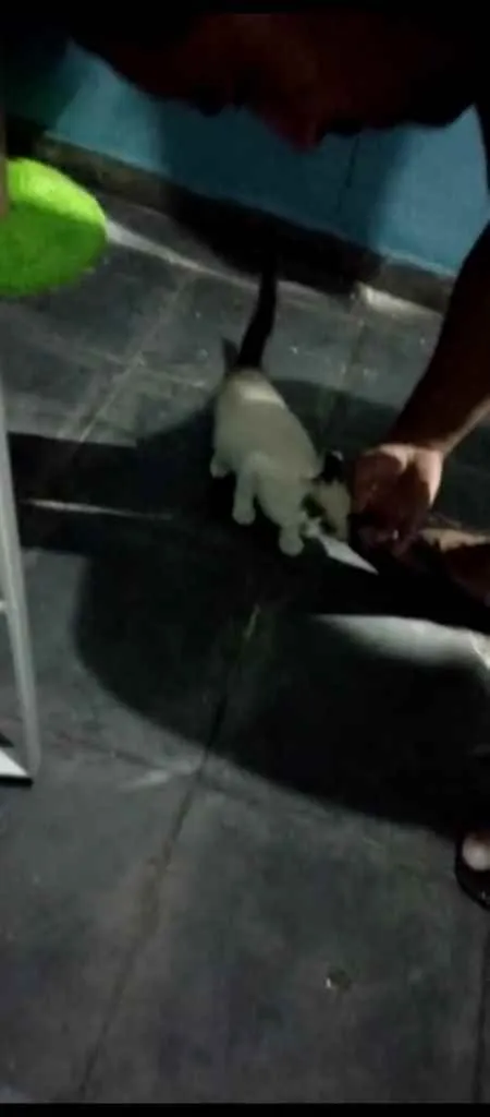 Gato ra a  idade Abaixo de 2 meses nome Não tem ainda 