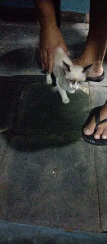 Gato ra a  idade Abaixo de 2 meses nome Não tem ainda 