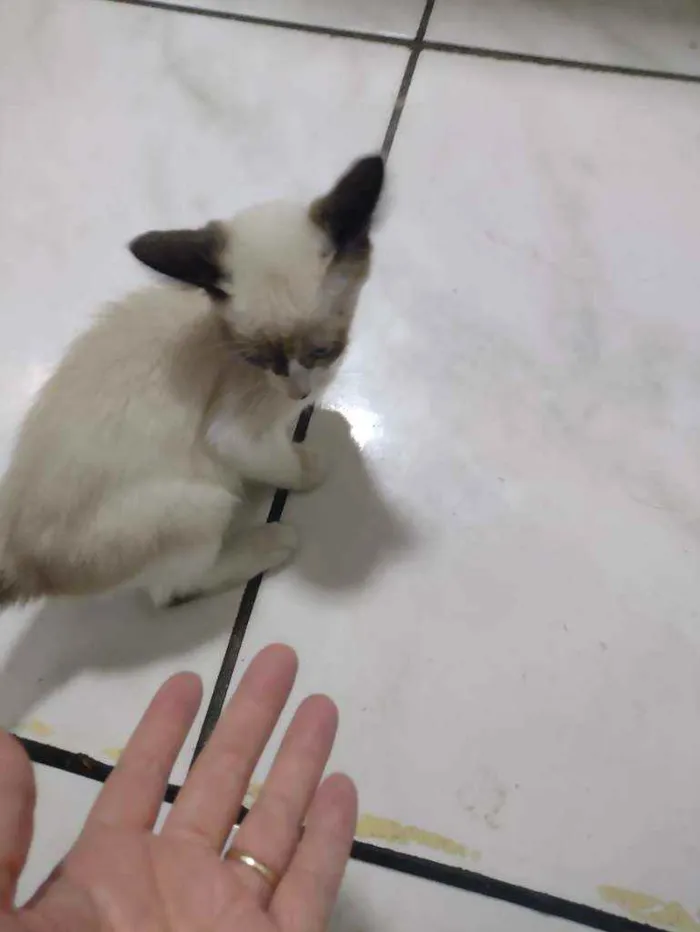 Gato ra a  idade Abaixo de 2 meses nome Não tem ainda 