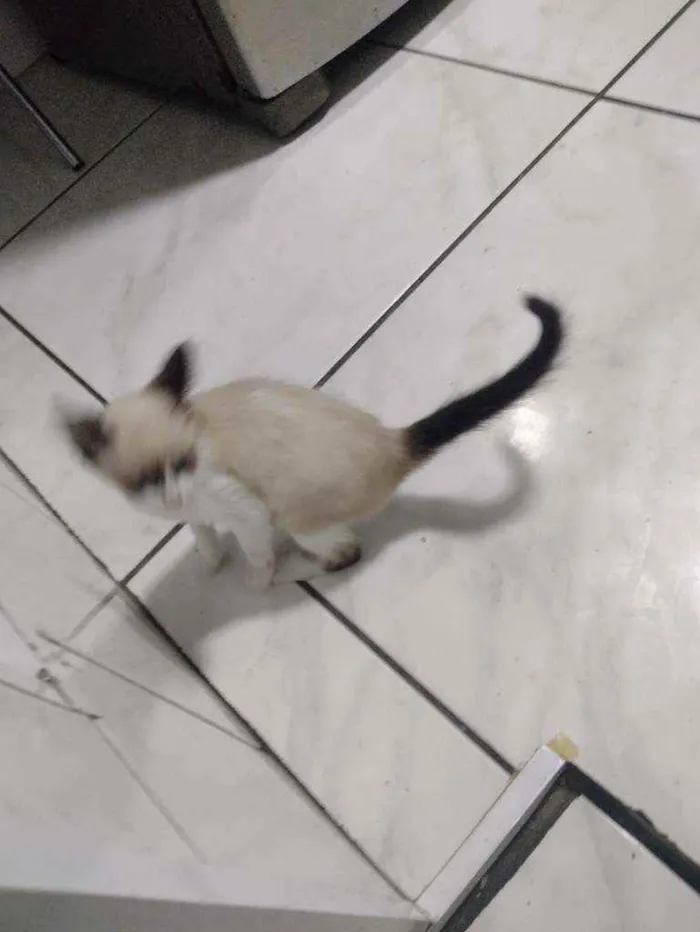Gato ra a  idade Abaixo de 2 meses nome Não tem ainda 