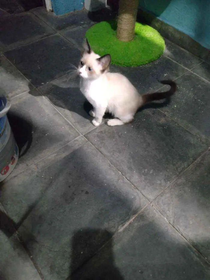 Gato ra a  idade Abaixo de 2 meses nome Não tem ainda 
