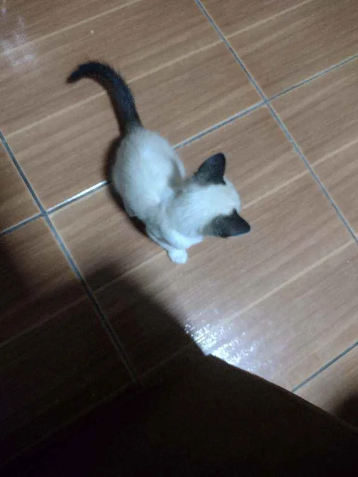 Gato ra a  idade Abaixo de 2 meses nome Não tem ainda 