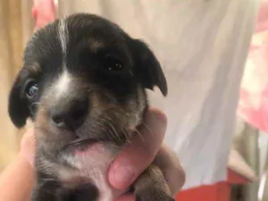 Cachorro raça Terrier com vira-lata  idade Abaixo de 2 meses nome Sem nomes