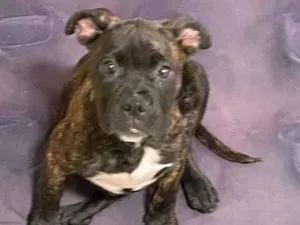 Cachorro raça American bully  idade 2 a 6 meses nome Pandora
