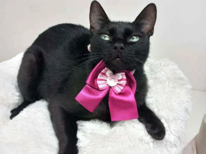 Gato raça Srd idade 7 a 11 meses nome Rhianna