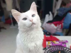 Gato raça Srd idade 1 ano nome Neve