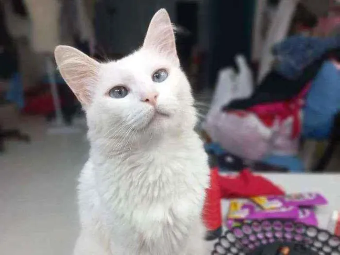 Gato raça Srd idade 1 ano nome Neve