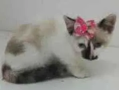 Gato raça Srd idade Abaixo de 2 meses nome Clara