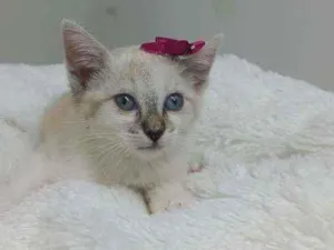 Gato raça Srd idade Abaixo de 2 meses nome Jully