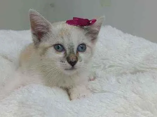 Gato raça Srd idade Abaixo de 2 meses nome Jully