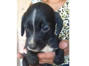 Cachorro raça Srd idade 2 a 6 meses nome -
