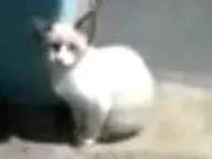 Gato ra a  idade Abaixo de 2 meses nome Não tem ainda 
