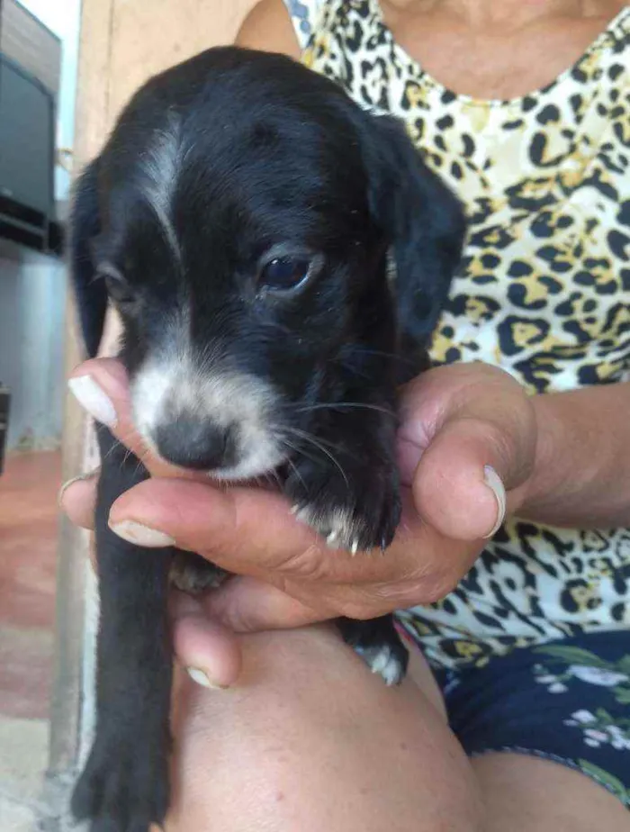 Cachorro ra a Srd idade 2 a 6 meses nome --