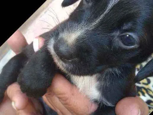 Cachorro ra a Srd idade 2 a 6 meses nome --