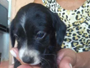 Cachorro raça Srd idade 2 a 6 meses nome --