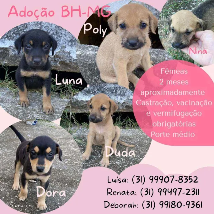 Cachorro raça Srd idade 2 a 6 meses nome Filhotes para adoção
