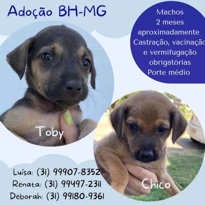Cachorro raça Srd idade 2 a 6 meses nome Filhotes para adoção