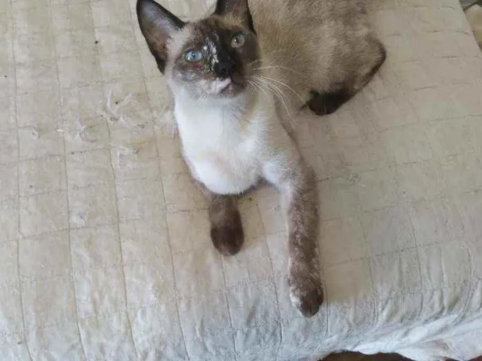 Gato ra a srd idade 2 a 6 meses nome April