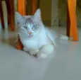 Angelita