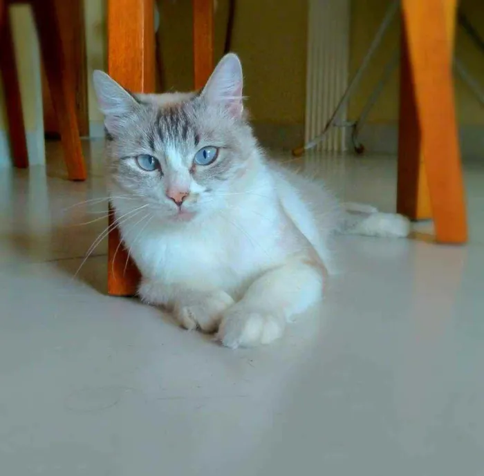 Gato ra a srd idade 1 ano nome Angelita