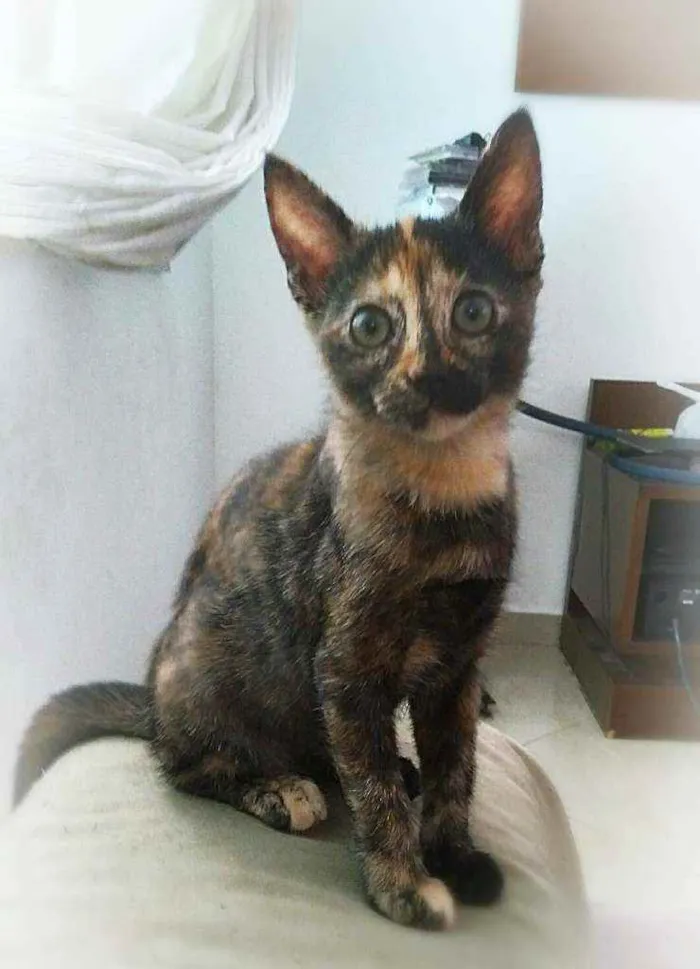 Gato ra a srd idade 2 a 6 meses nome Vidinh