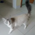 Angelita