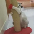 Angelita