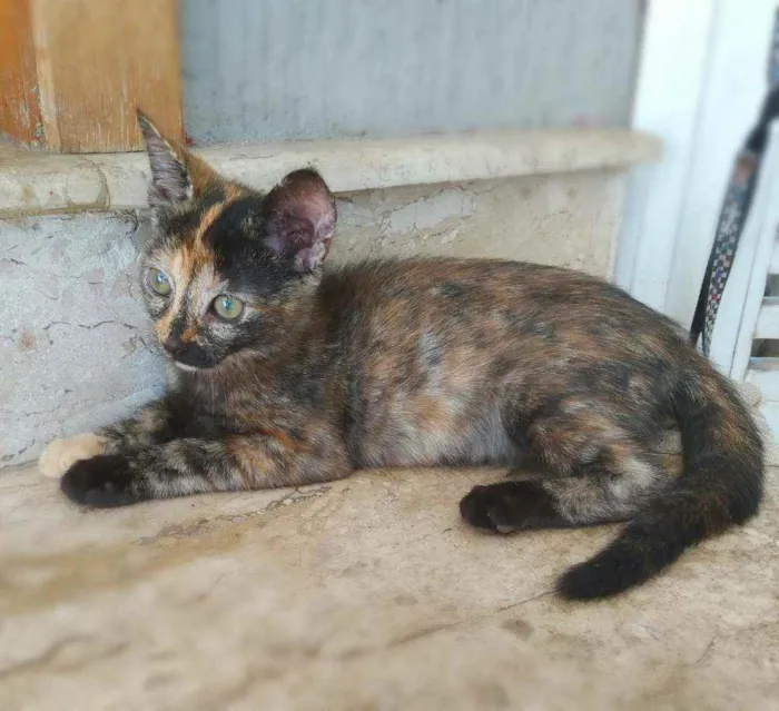 Gato ra a srd idade 2 a 6 meses nome Vidinha