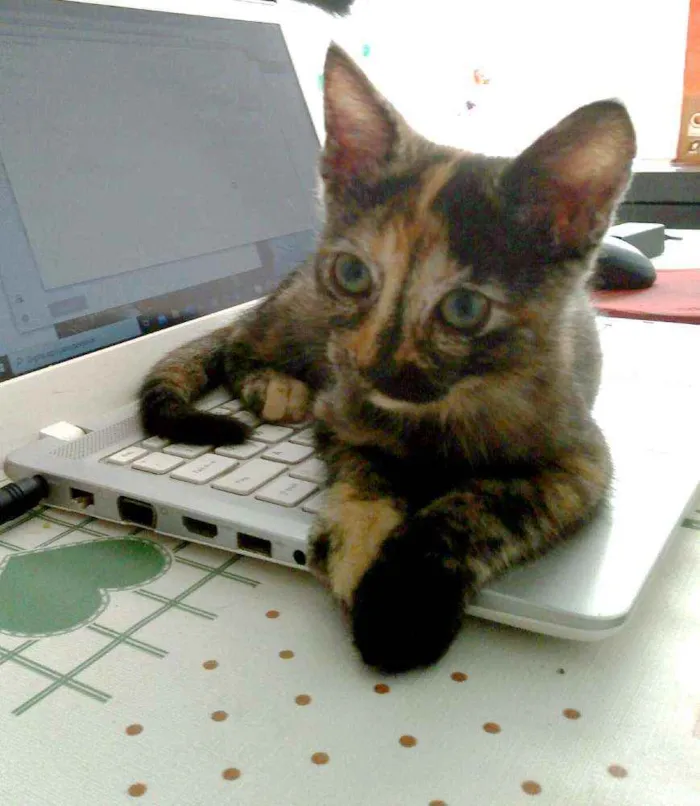 Gato ra a srd idade 2 a 6 meses nome Vidinha