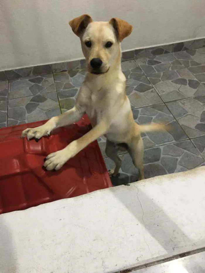 Cachorro ra a Vira lata/ traços labrador  idade 7 a 11 meses nome Claudio