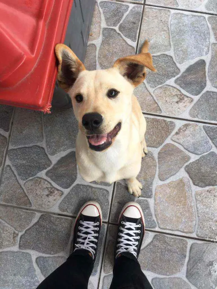 Cachorro ra a Vira lata/ traços labrador  idade 7 a 11 meses nome Claudio