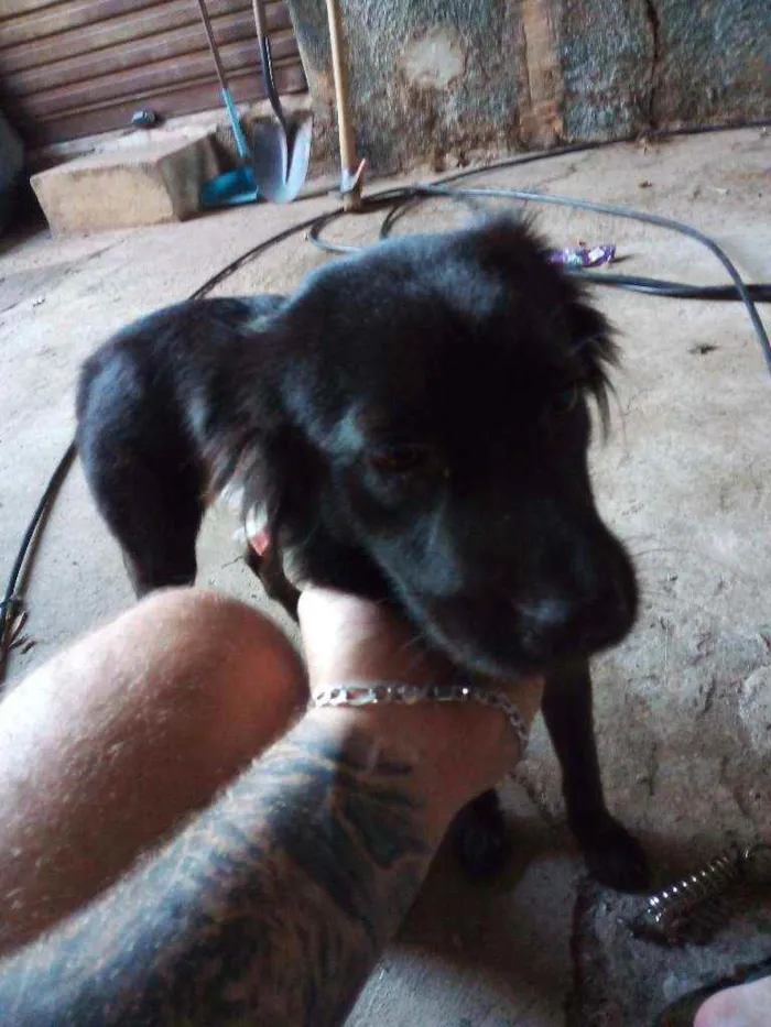 Cachorro ra a SRD idade 7 a 11 meses nome Kiara