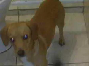 Cachorro raça  idade 5 anos nome Marley