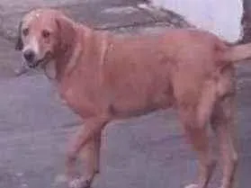 Cachorro raça Vira-lata  idade 5 anos nome Perola
