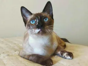 Gato raça srd idade 2 a 6 meses nome April