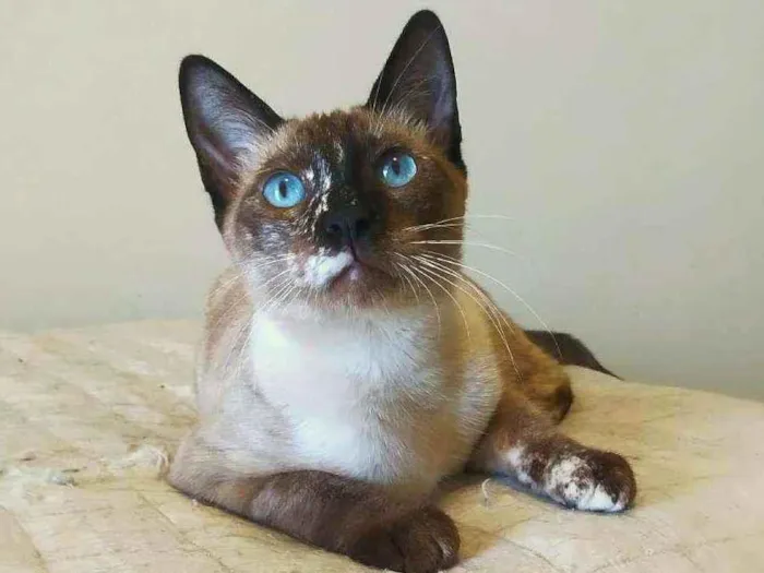 Gato ra a srd idade 2 a 6 meses nome April