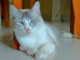 Angelita