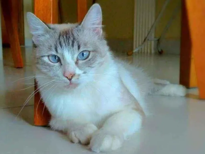 Gato ra a srd idade 1 ano nome Angelita