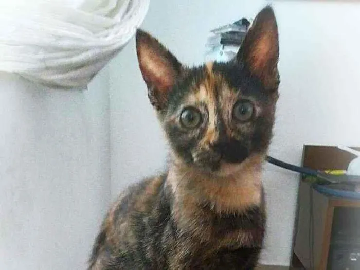 Gato ra a srd idade 2 a 6 meses nome Vidinh