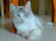 Angelita