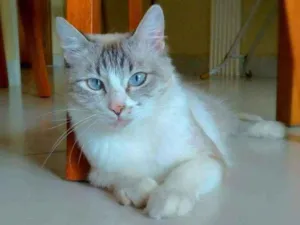 Gato raça srd idade 1 ano nome Angelita