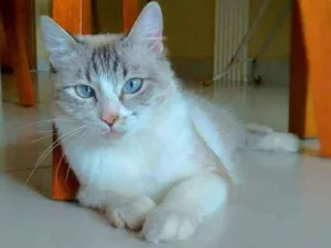 Gato raça srd idade 1 ano nome Angelita