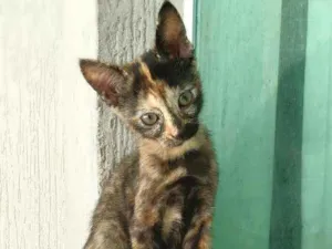 Gato raça srd idade 2 a 6 meses nome Vidinha