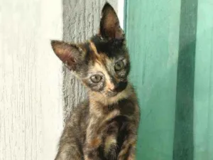 Gato raça srd idade 2 a 6 meses nome Vidinha